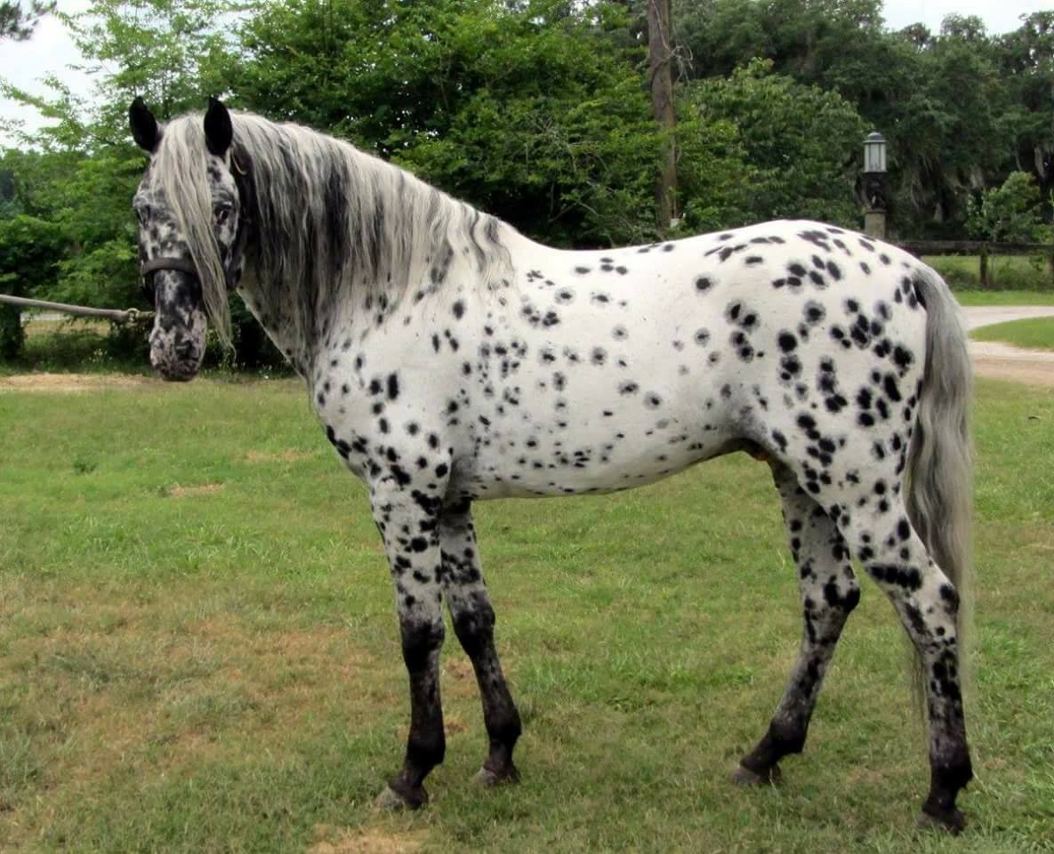 Spanish Jennet Horses